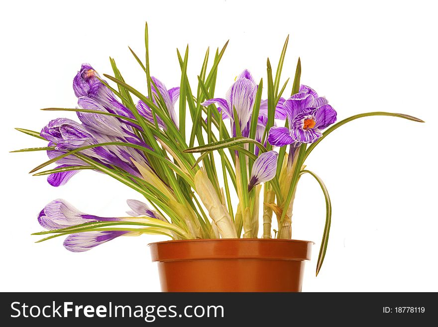 Close-up of flowerpot with lilac spring crocus over white background