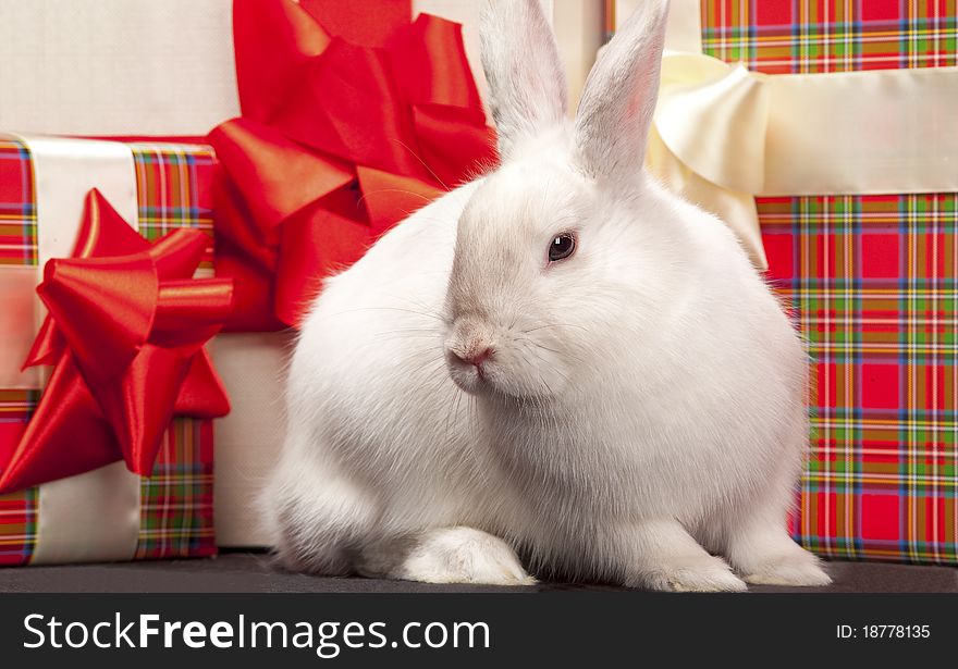 Image of fluffy rabbit rounded by gift boxes with red bows. Image of fluffy rabbit rounded by gift boxes with red bows