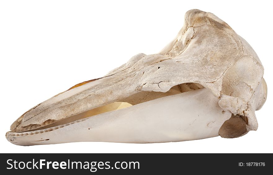 Profile of cutout skull of Pelican - Pelecanus rufescens on a white background