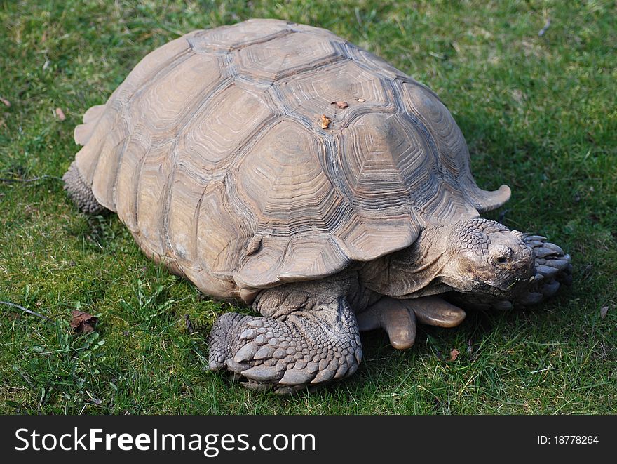 A spur thighed tortoise makes it's way across the grass