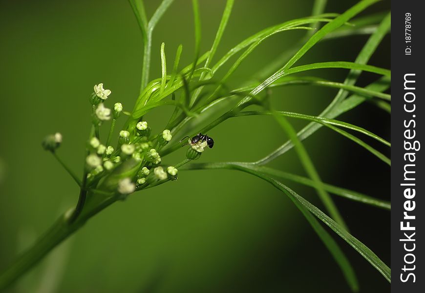 A small ant is having a feed on a plant's flower. A small ant is having a feed on a plant's flower