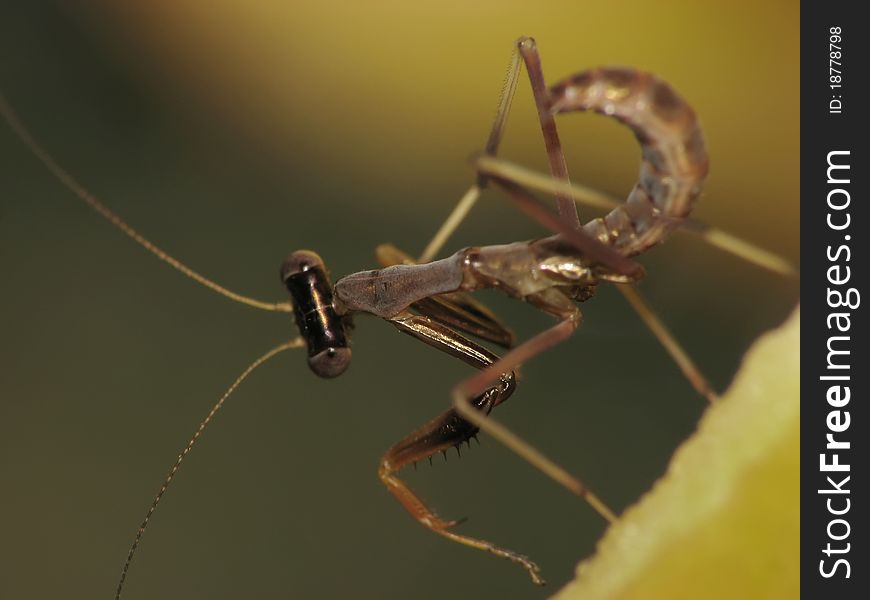 A baby brown mantis is standing on a peace of fruit. A baby brown mantis is standing on a peace of fruit