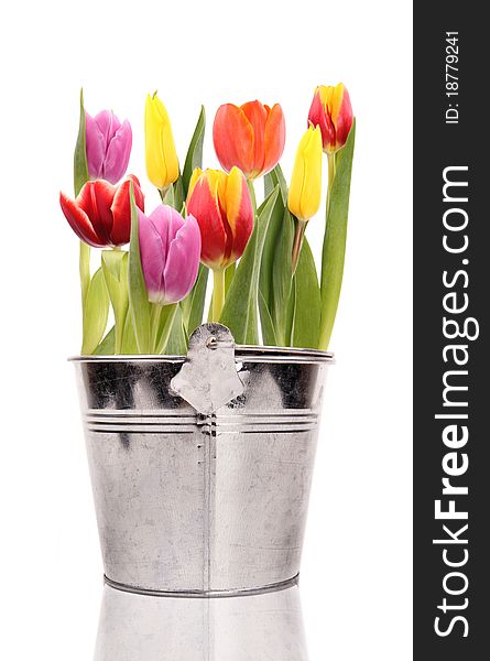 Fresh colored spring tulips in bucket, isolated on white background