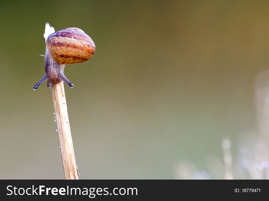 Snail Garden snail crawling on a stem