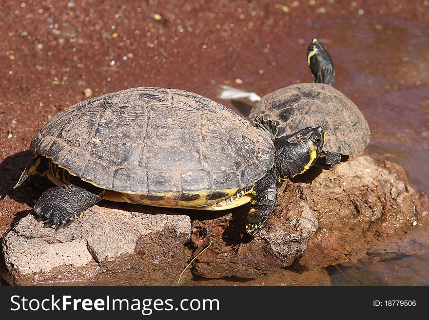 Terrapin Aquatic reptile resting on a rock