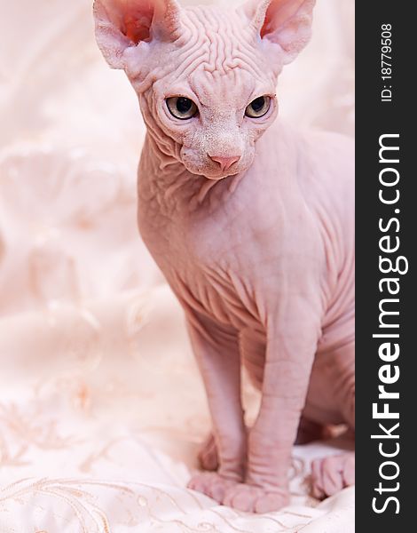 Cat Of Breed Don The Sphynx