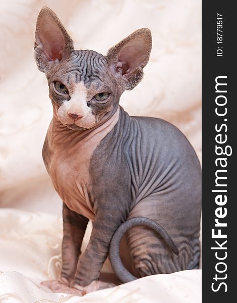 Cat Of Breed Don The Sphynx