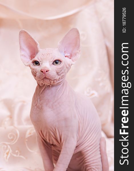 Cat of breed Don the Sphynx