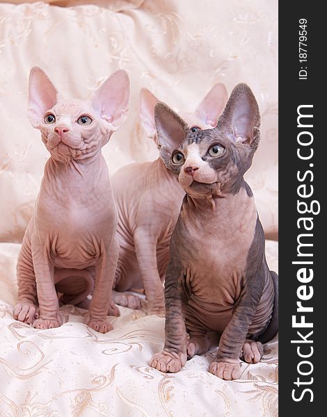 Cats of breed Don the Sphynx