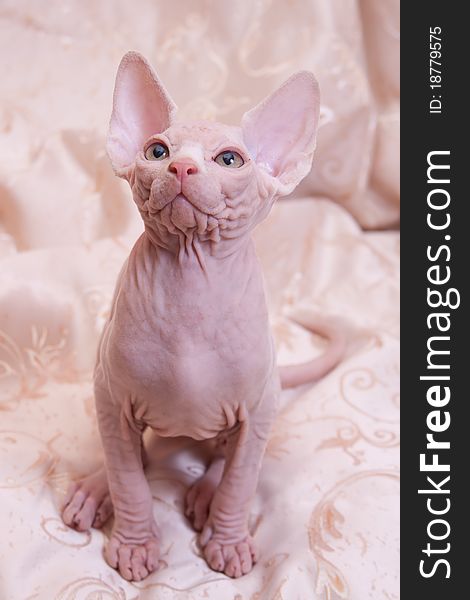 Cat Of Breed Don The Sphynx