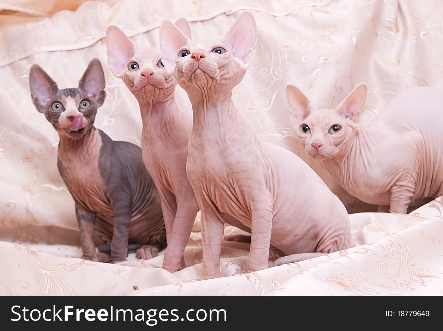 Cats Of Breed Don The Sphynx