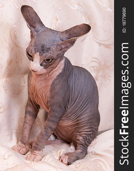 Cat of breed Don the Sphynx