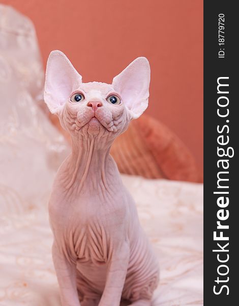 Cat Of Breed Don The Sphynx