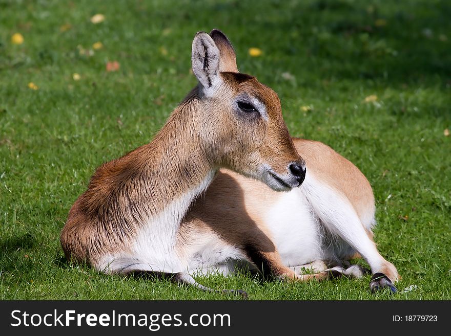 Deer laying down on the grass resting