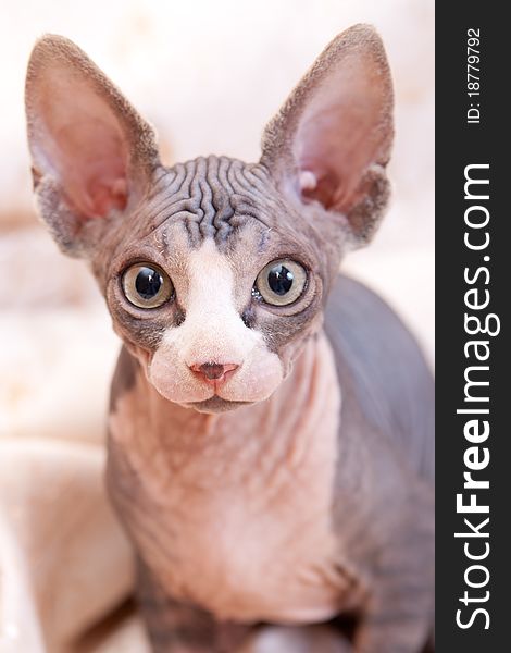 Cat Of Breed Don The Sphynx