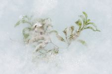 FROSTY GRASS In Ice Royalty Free Stock Photo