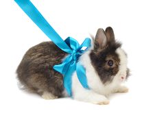Spoted Rabbit With Blue Bow Stock Images