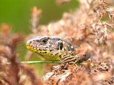 Sand Lizard Stock Photography Sand Lizard Stock Photography