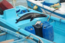 Seal Sleeping On A Boat Stock Photos Seal Sleeping On A Boat Stock Photos
