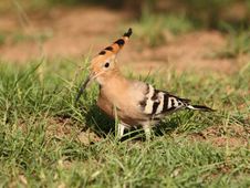 Hoopoe In The Grass Royalty Free Stock Image