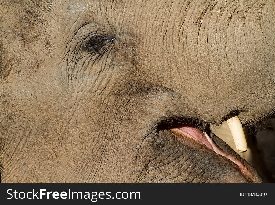 Asian Elephant close up Eye and Tusk