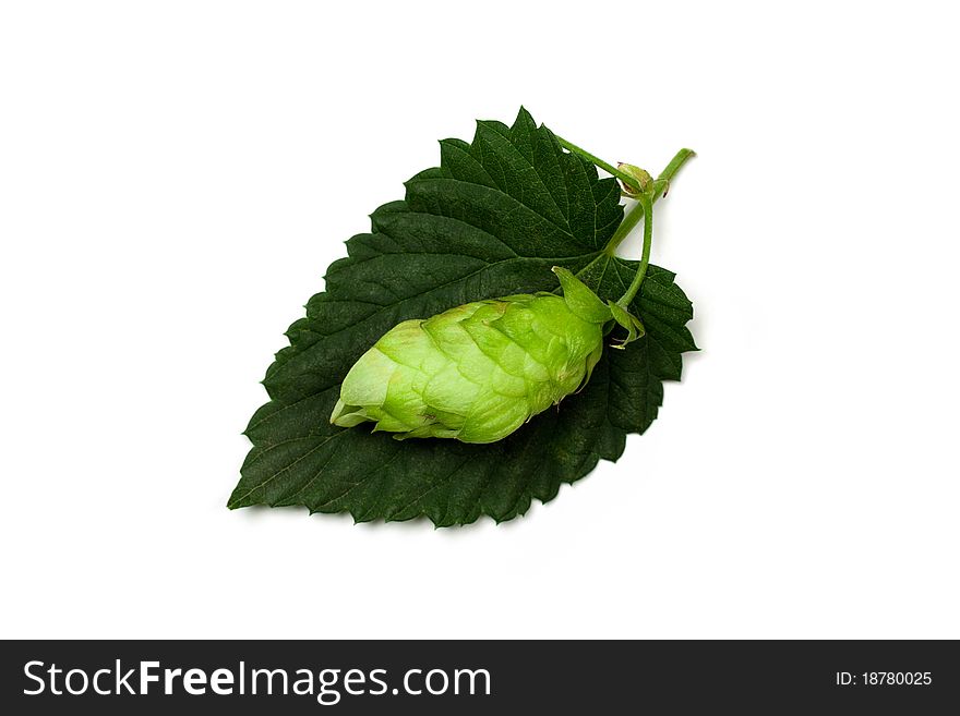 One hop cone on a leaf isolated on white.