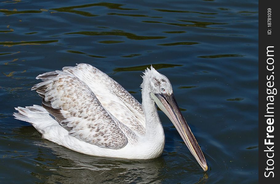 Pelican swimming on the water Large white bird