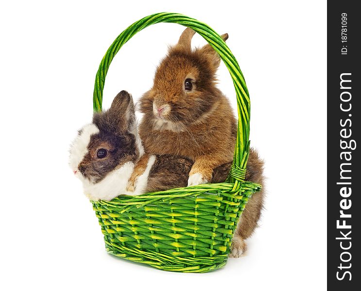 Rabbits in green basket on white background
