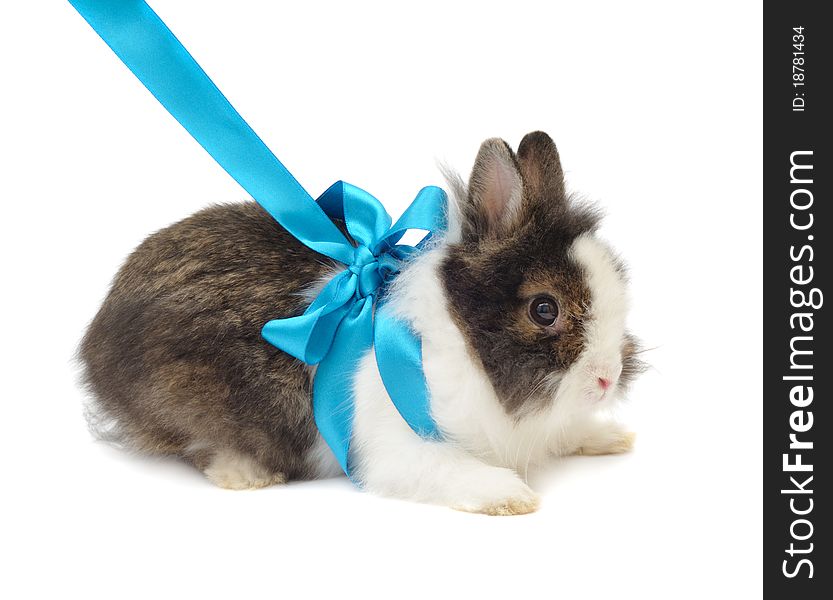 Spoted rabbit with blue bow on white background