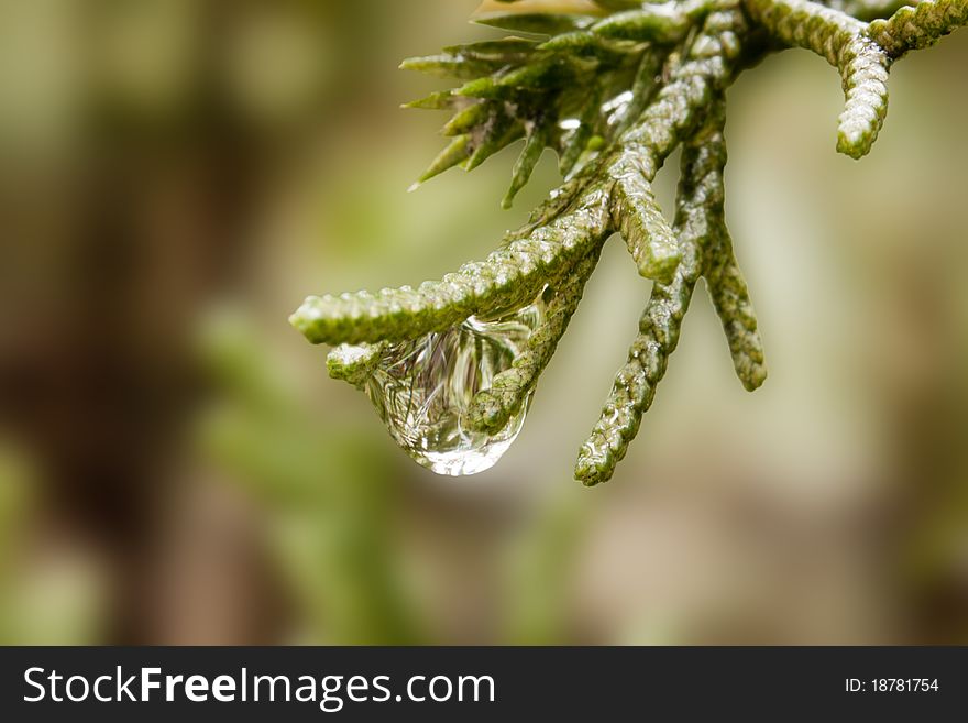 Raindrop On Pine Leaf