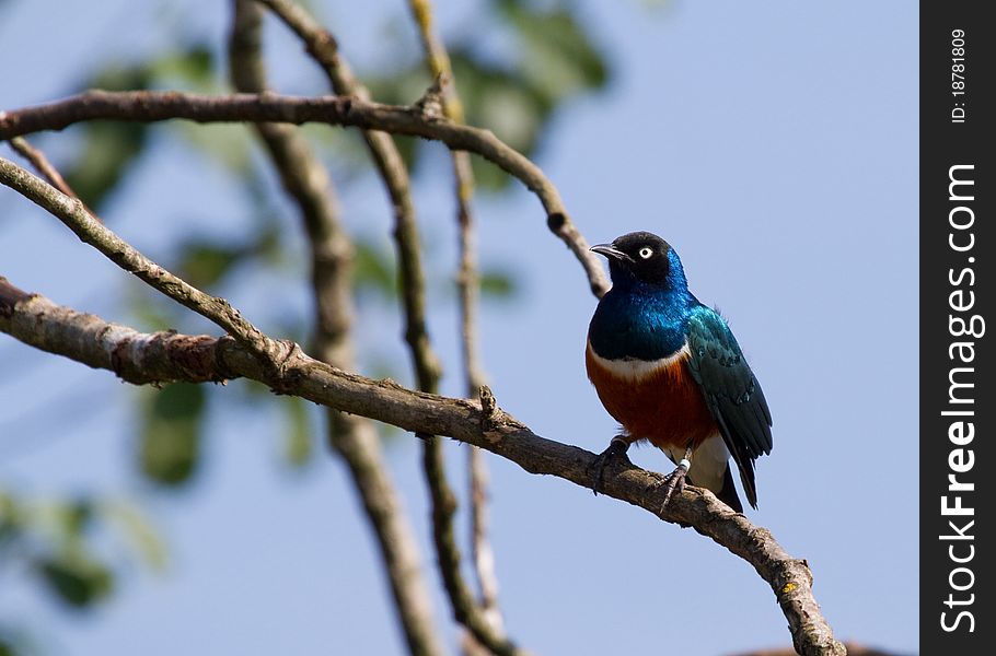 Superb starling perched in a tree in the wild