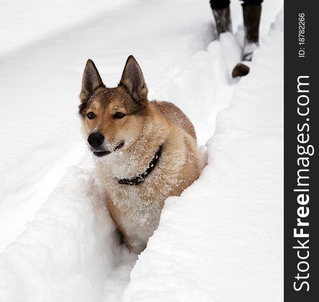 Hunting Dog. Winter