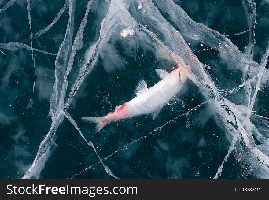 The dead fish who has stood in ice. The dead fish who has stood in ice