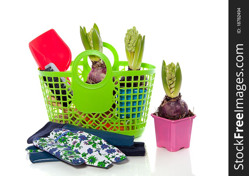 Gardening with colorful hyacinths in a plastic shopping bag isolated over white