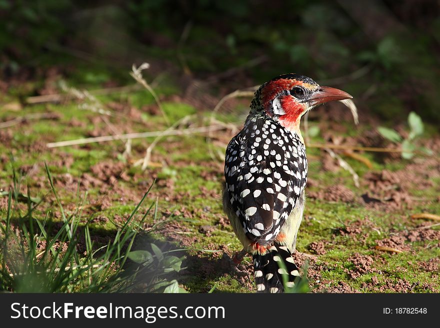 Red and yellow Barbet on the ground