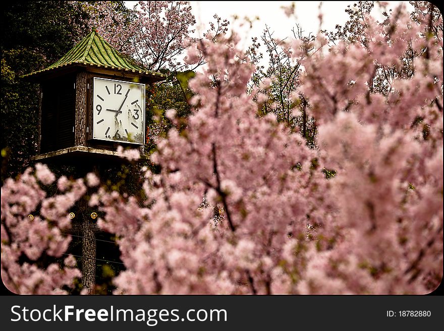 Sakura with old style clock for background or others