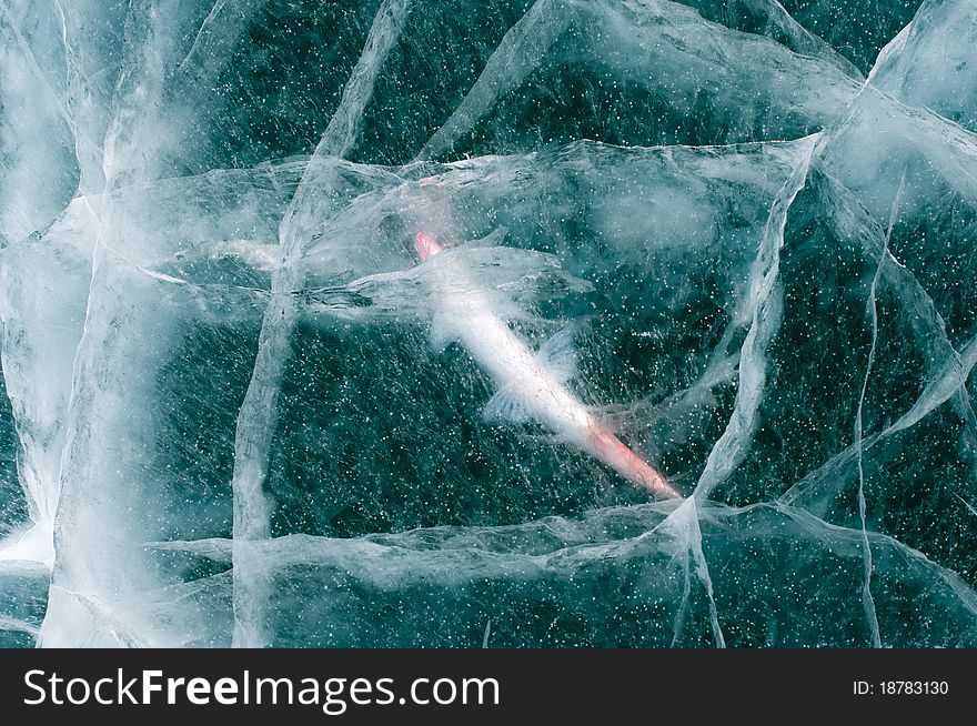 Fish frozen in ice