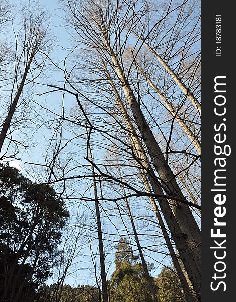 The spring of beijing botanical garden and trees