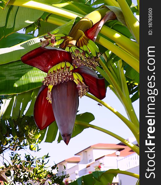 Banana palm. A flower and fruits on a background of green leaves.