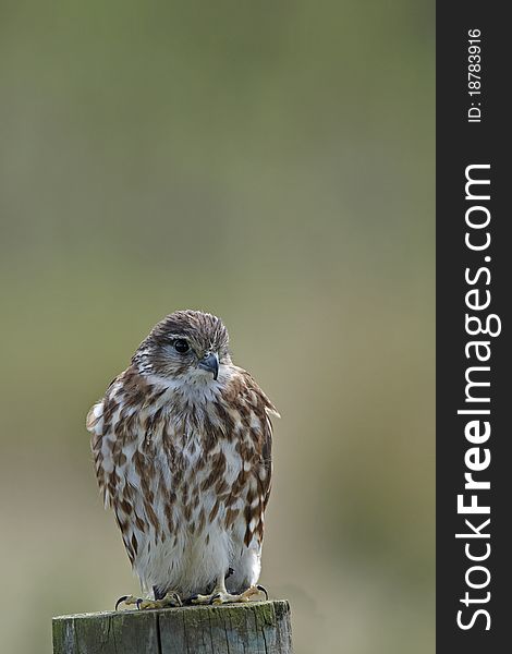 Captive merlin on a fence post in Mid Wales with a plain background