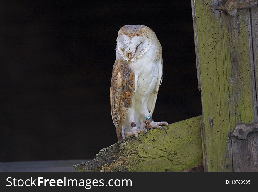 Barn Owl