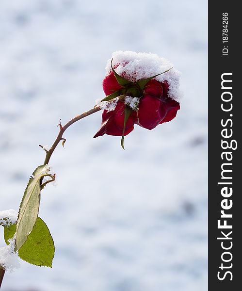 Snow on a Rose in the garden