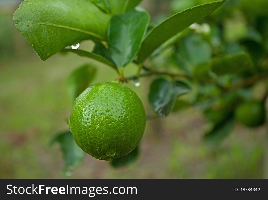Green lemons on tree, Thailand