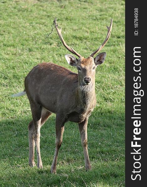 Closeup detailed portrait of a deer. Closeup detailed portrait of a deer