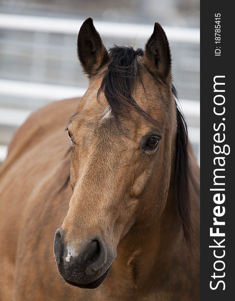 Closeup detailed portrait of a horse. Closeup detailed portrait of a horse