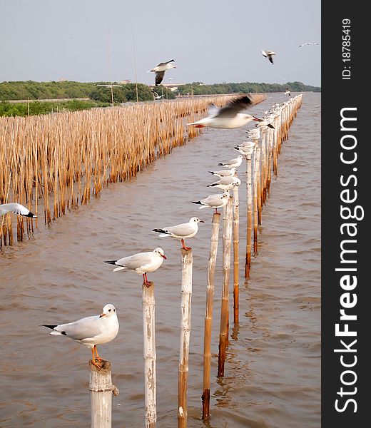 Seagulls hold on bamboo in sea , Thailand