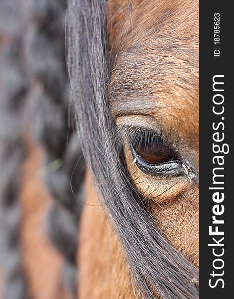 Closeup detailed portrait of a horse. Closeup detailed portrait of a horse