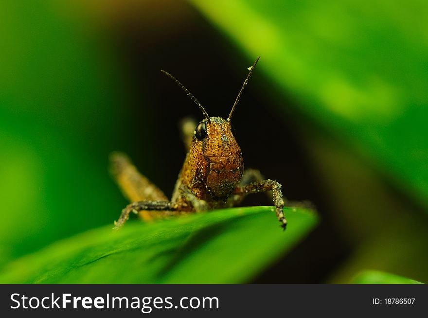 Brown Locust (Locustana Pardalina)