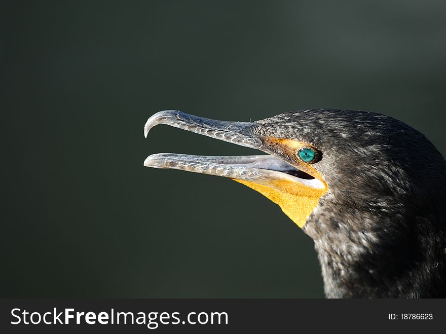 A head shot of a cormorant bird from Everglades National Park in south Florida.