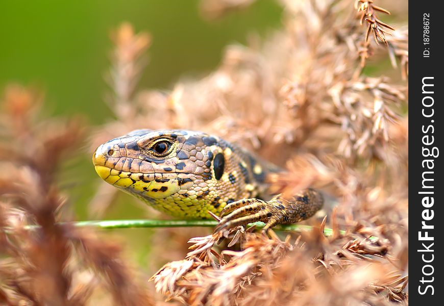 Sand Lizard (Lacerta agilis) in the nature